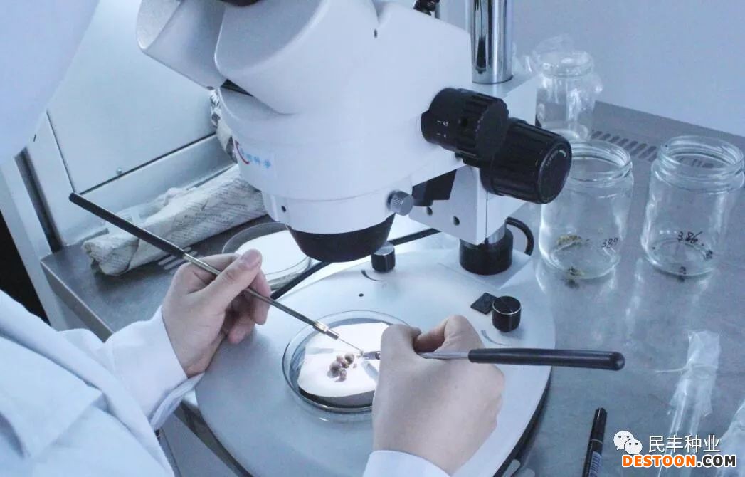 什么是马铃薯茎尖培养脱毒技术