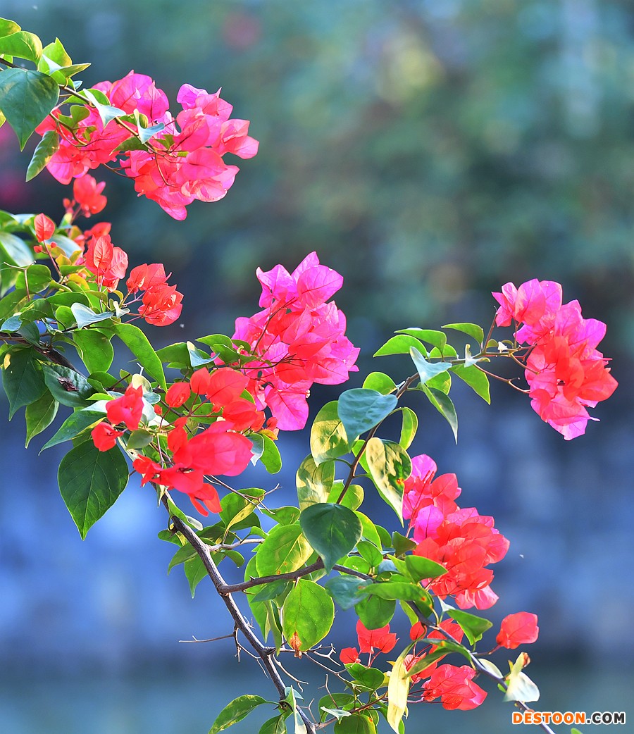 什么是勒杜鹃叶子花的光影之魅